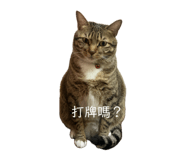 843276386