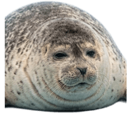 843278621