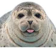 843278623