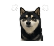 843283204