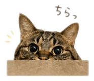 843286675