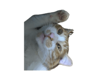 843288941