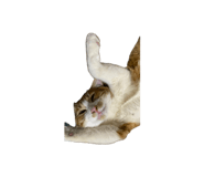 843288942