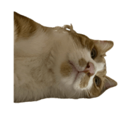 843288943
