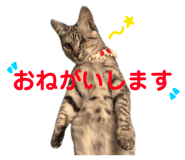 843293708