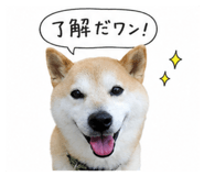 843304052