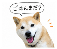 843304054