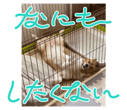 843304103