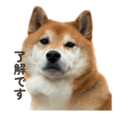 843320521