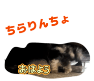 843334081