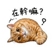 843334533