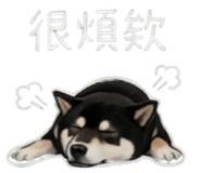 843335255