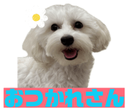 843337777