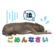 843347442