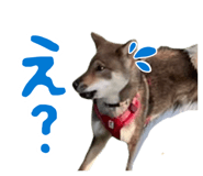 843352492