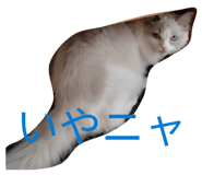 843353971