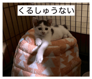 843357231
