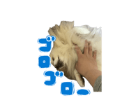 843358151