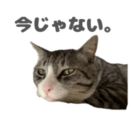 843363237