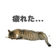 843363243