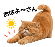 843366033