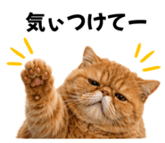 843366034