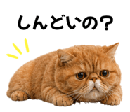 843366036