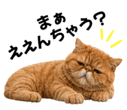 843366037