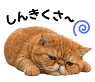843366043