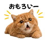 843366044