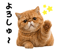 843366047