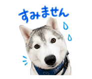 843366247