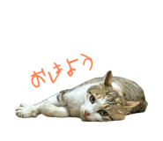 843368567