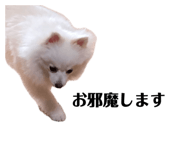 843370001