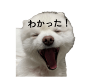 843370003
