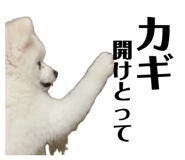 843370008