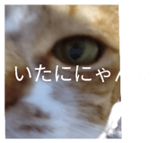843370323