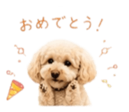843372494