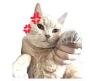 843375523