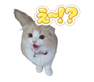 843376976