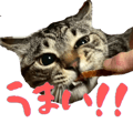 843377112