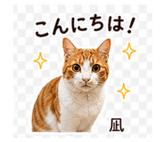 843379155