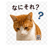 843379174