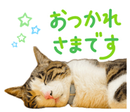 843384408