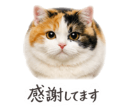 843384454