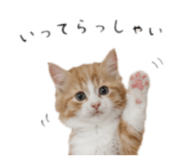 843385226