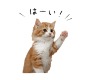 843385242