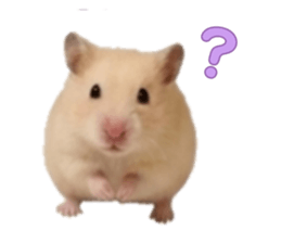 843385263