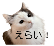 843385662
