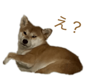 843385753